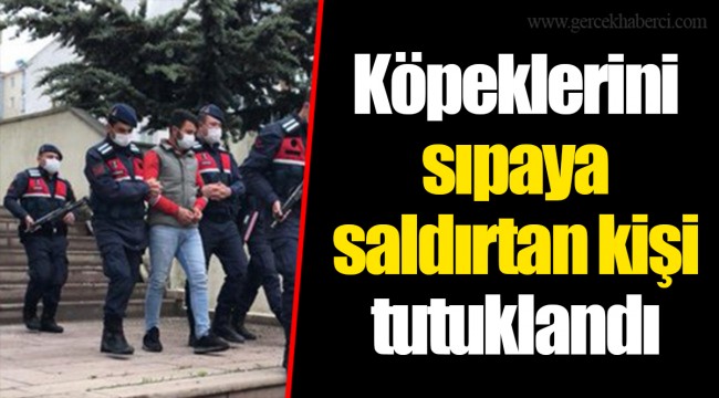 Köpeklerini sıpaya saldırtan kişi tutuklandı