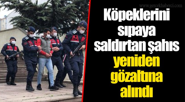 Köpeklerini sıpaya saldırtan şahıs yeniden gözaltına alındı