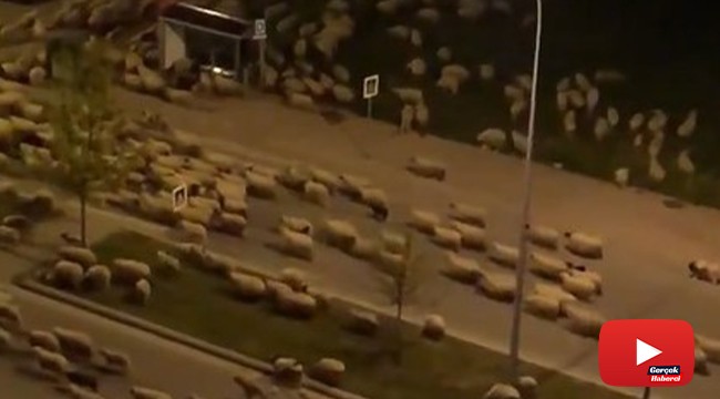 Koyun sürüsü caddeye indi