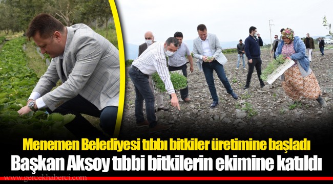 Menemen Belediyesi tıbbı bitkiler üretimine başladı