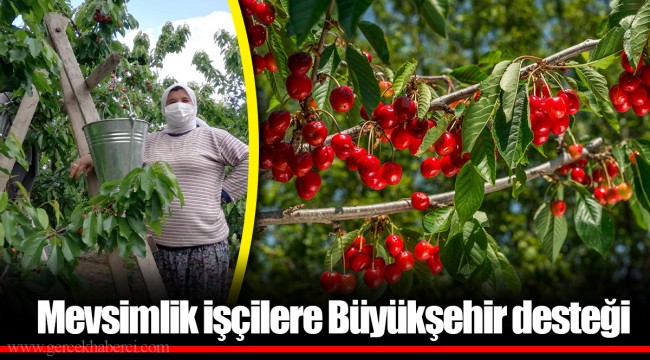 Mevsimlik işçilere Büyükşehir desteği