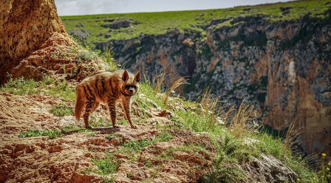 Nesli tükenme tehlikesi altındaki çizgili sırtlan Adıyaman'da görüntülendi