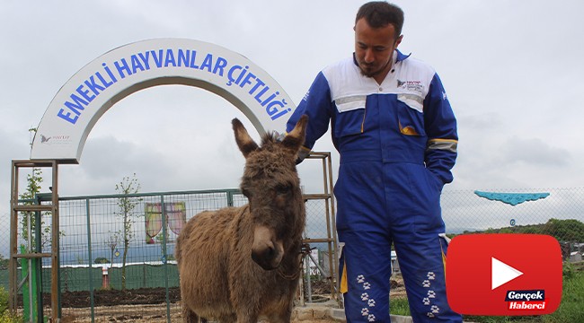 O eşeğe koruma...
