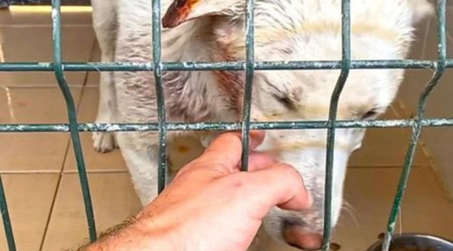 O köpekler AHBAP'a emanet