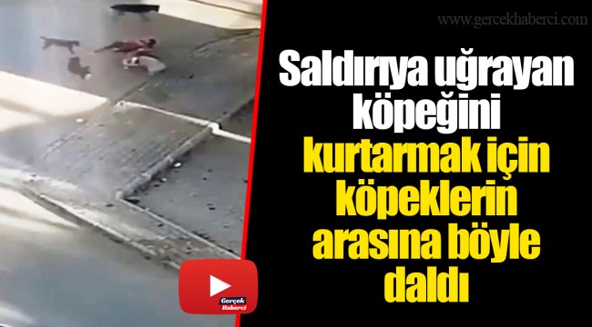 Saldırıya uğrayan köpeğini kurtarmak için köpeklerin arasına böyle daldı