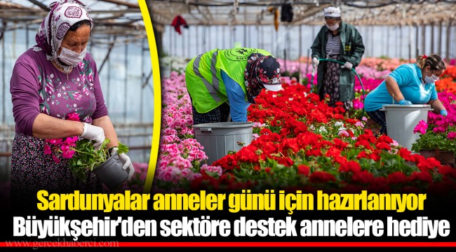 Sardunyalar anneler günü için hazırlanıyor