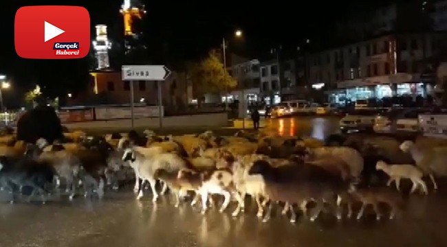 Şehir merkezinden koyun sürüsü geçti