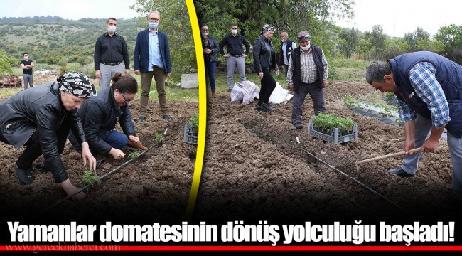 Yamanlar domatesinin dönüş yolculuğu başladı!