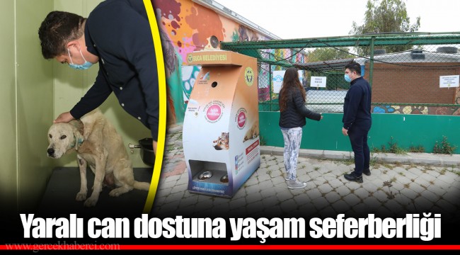 Yaralı can dostuna yaşam seferberliği