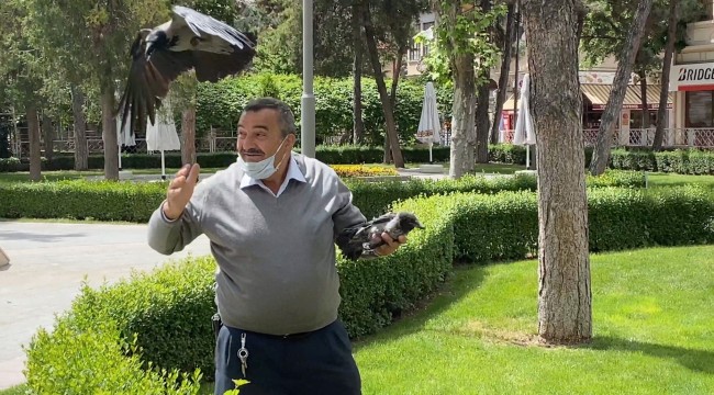 Yaralı kargayı kurtardı, diğer kargaların saldırısına uğradı