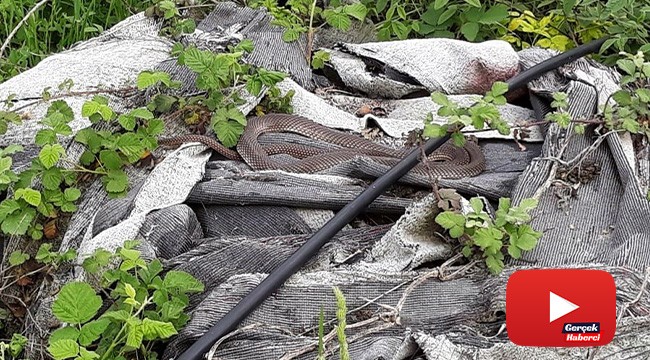 Yılanı deliğinden tatlı dille çıkartmaya çalıştı