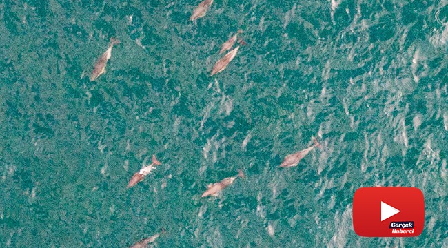 Yunus sürüsü İstanbul boğazına akın etti