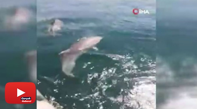 Yunusların denizde gösteri şöleni renkli anlar sahne oldu
