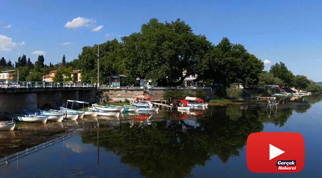 700 yıllık çınarın 97 yıldır dinmeyen kanlı gözyaşları...