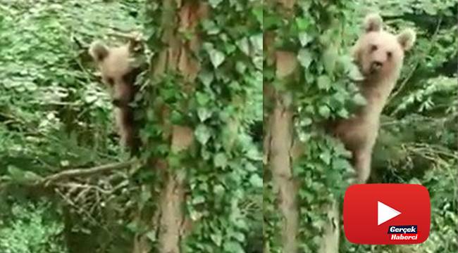 Ağaca tırmanan ayı, objektife adeta poz verdi