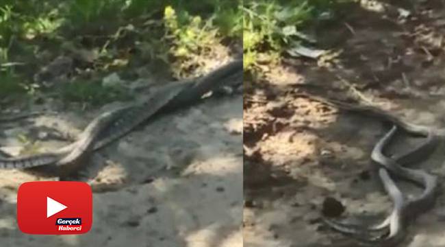 Artvin’de yılanların dansı saniye saniye görüntülendi