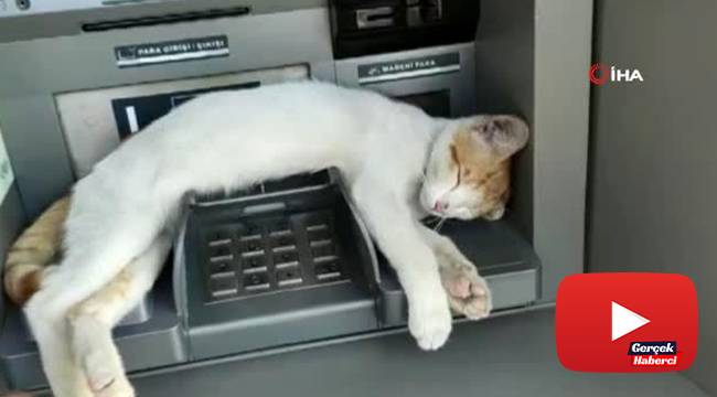 ATM'de uyuyan kedi görenleri gülümsetti