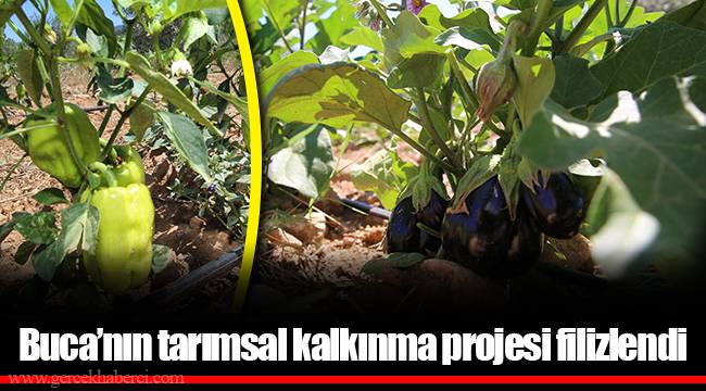Buca’nın tarımsal kalkınma projesi filizlendi 