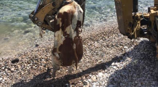 Çeşme’de sahile vuran ölü inek vatandaşları şaşırttı