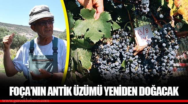 FOÇA’NIN ANTİK ÜZÜMÜ YENİDEN DOĞACAK