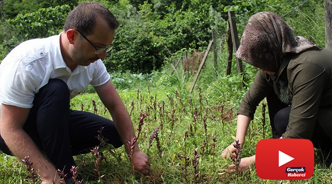 Giresun’da ilk defa üretimi yapıldı, kilosu bin 400 TL’den satılıyor