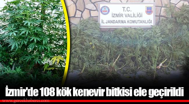 İzmir&#039;de 108 kök kenevir bitkisi ele geçirildi