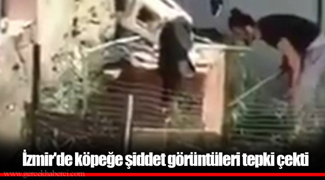 İzmir'de köpeğe şiddet görüntüleri tepki çekti