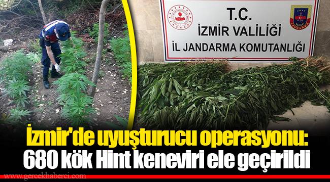 İzmir'de uyuşturucu operasyonu: 680 kök Hint keneviri ele geçirildi