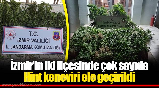 İzmir'in iki ilçesinde çok sayıda Hint keneviri ele geçirildi