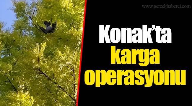 Konak’ta karga operasyonu