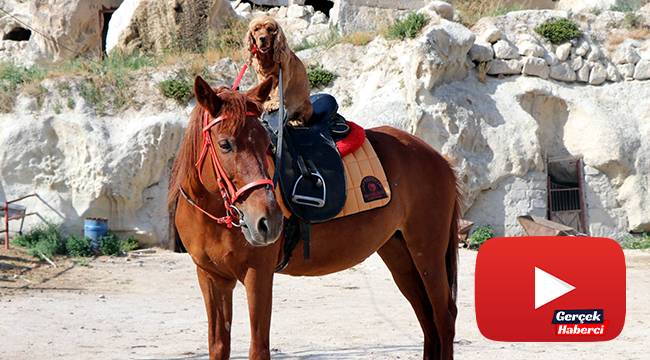Köpeğin at üzerinde Kapadokya keyfi