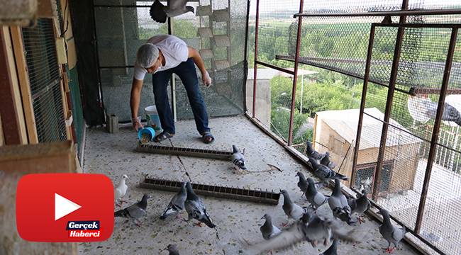 Korona virüs salgınından korunmak için herkes evinde, o ise güvercinlerinin yanında kaldı