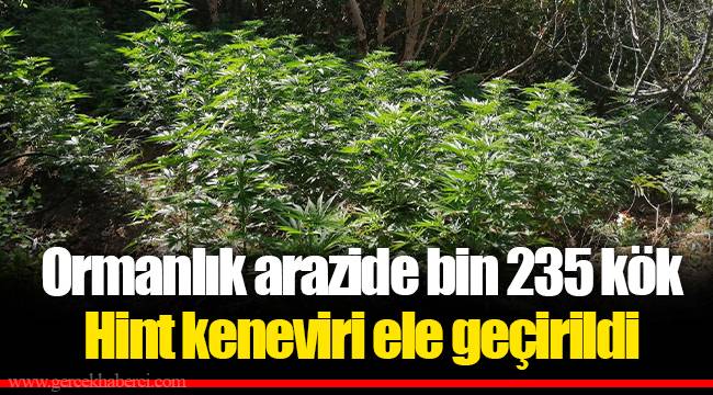 Ormanlık arazide bin 235 kök Hint keneviri ele geçirildi