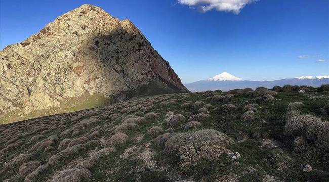 'Toprağın bekçisi' geven kurak alanları erozyona karşı koruyor
