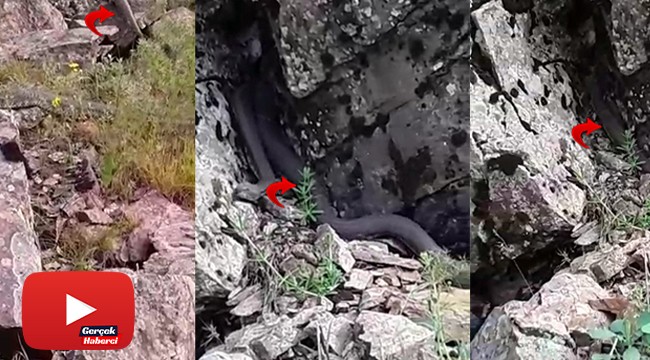 Türkiye’nin zehri en ölümcül ve en büyük yılanı Muş’ta görüldü