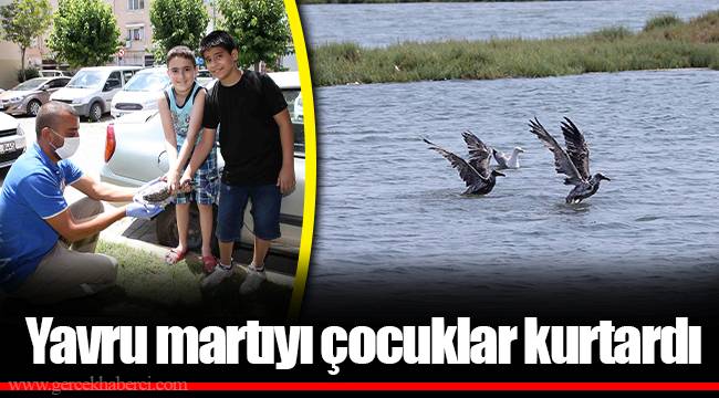 Yavru martıyı çocuklar kurtardı