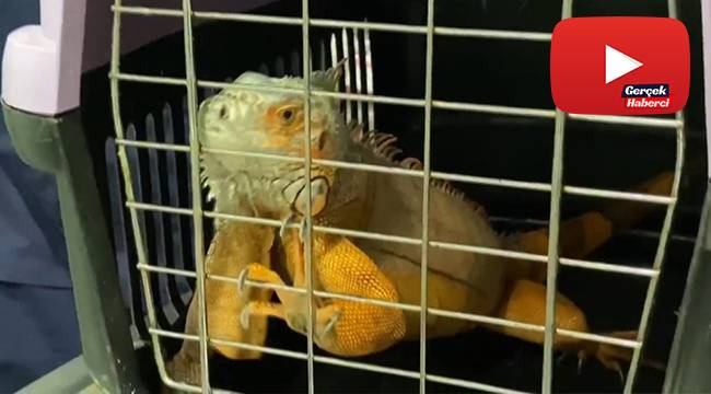 125 santim uzunluğunda İguana bulundu