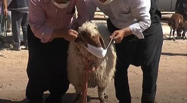 Aldığı kurbanlığa virüs bulaşmasın diye maske taktı