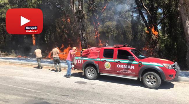 Araçtan atılan izmarit orman yangınına sebep oldu
