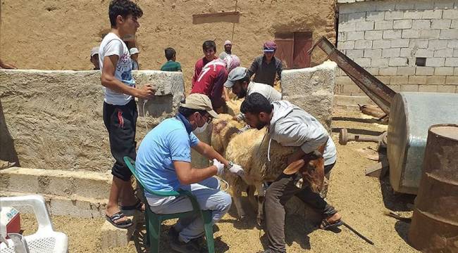 Barış Pınarı Harekatı bölgesinde tarım ve hayvancılık destekleniyor