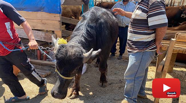 Bin 200 kilometrelik yoldan gelen ‘Paşa’ kurban pazarının gözdesi oldu