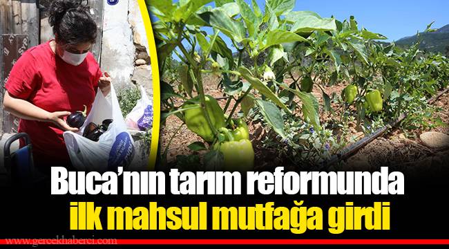 Buca’nın tarım reformunda ilk mahsul mutfağa girdi