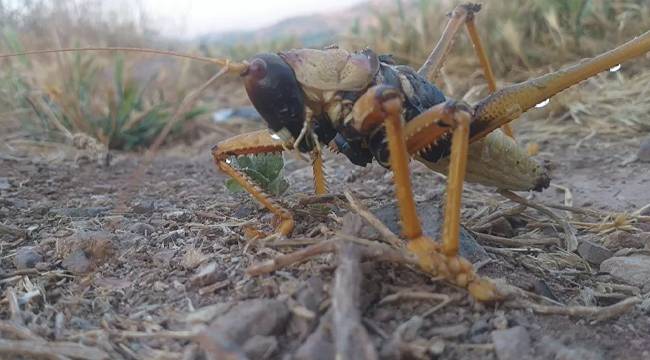 Dev çekirge bu kez de Adıyaman'da görüldü