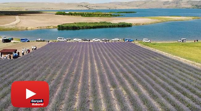 Devletten aldığı destekle lavanta bahçesi kurdu, ekonomisine can kattı