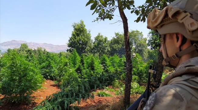 Diyarbakır'da 5 milyon 134 bin kök kenevir ve 1.5 ton esrar ele geçirildi
