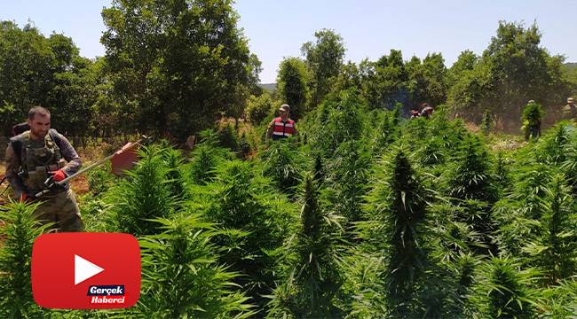 Diyarbakır'da dev uyuşturucu operasyonu: Tam 858 ton esrara denk geliyor