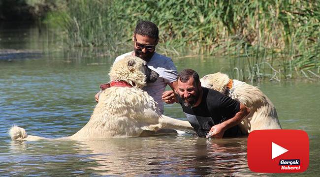 Dünyaca ünlü kangallar, kavurucu sıcaklarda ırmakta yüzerek serinliyor