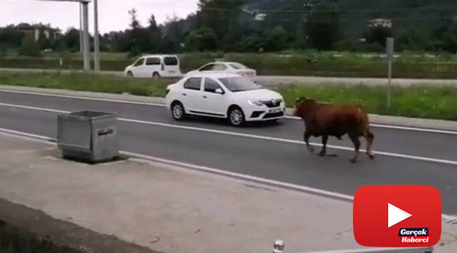 Hayvan pazarından firar eden kurbanlık tosun karayolunu karıştırdı
