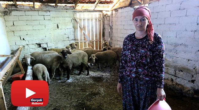 İki üniversite bitirip 4 dil konuşan Rus kadın Bursa'da hayvancılık yapıyor