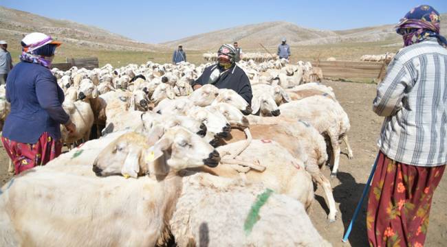 Kayseri'de göçerler, 2100 rakımda geleneksel yöntemle süt sağıyor